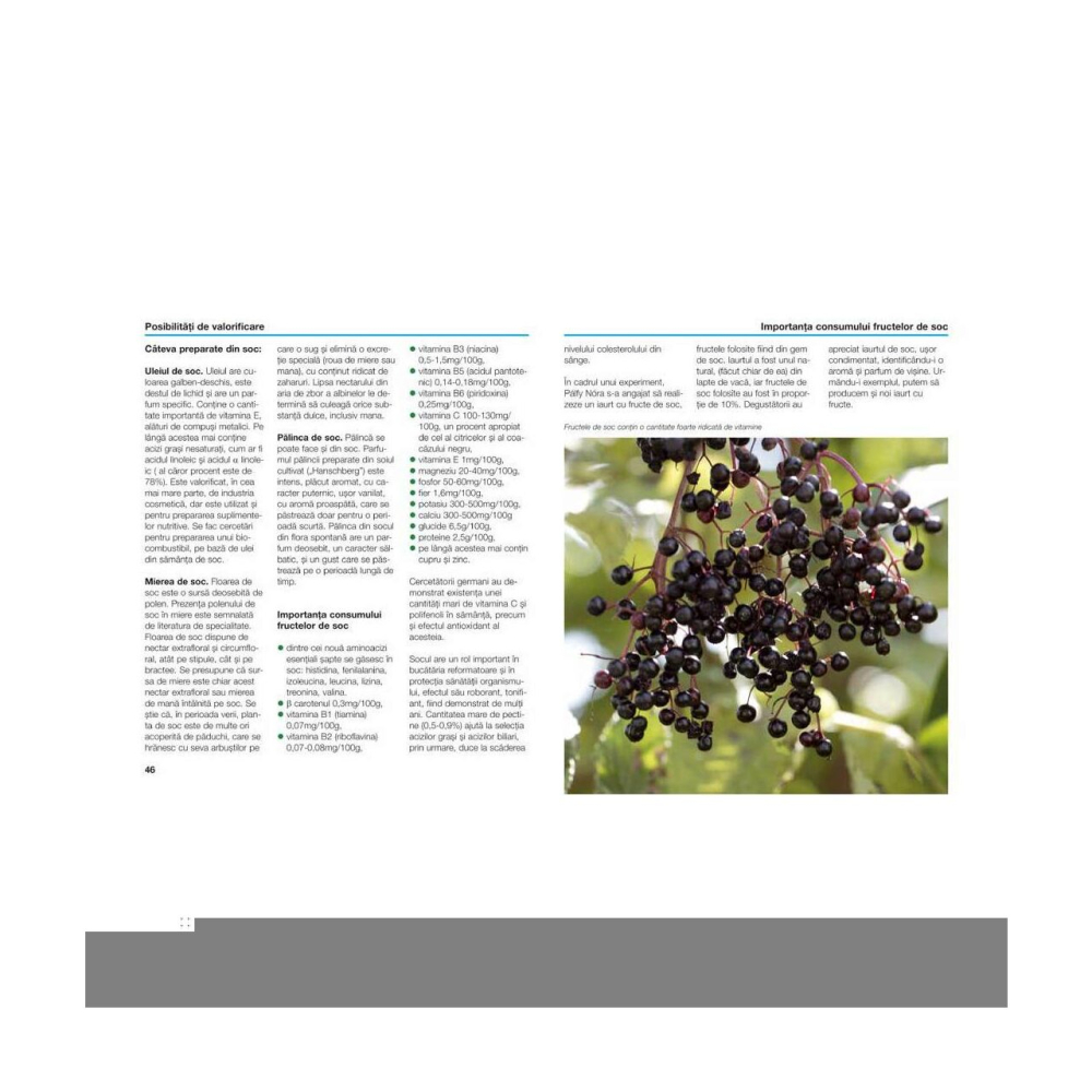 Socul: cultivare, utilizare in gastronomie si in farmacia casei - Kohut Ildiko [2]