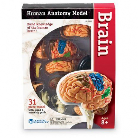 Tudomány és ismeret - Learning-Resources-Corpul-uman-Creierul-31-piese-Set-educativ