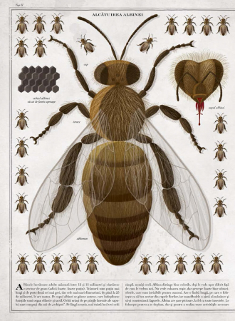 Frontiera-Albinele - carte gigantica, Piotr Socha, Wojciech Grajkowski [1]