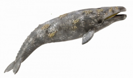 Játékok 2 éves kortól - Collecta Balena Gri - Collecta