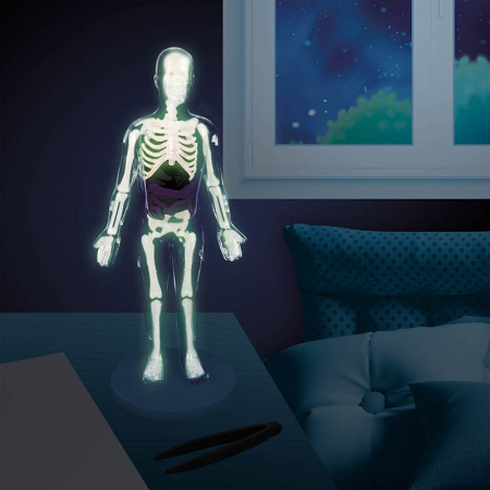 Pachet Introducere in anatomia corpului uman! [2]