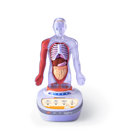 Oktató játékok - Descopera corpul uman - Enciclopedie Interactiva STEAM