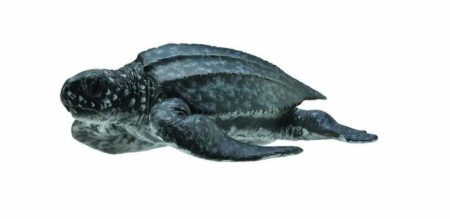 Jucarii 1-3 ani - Collecta-Broasca-Testoasa-de-Mare-M-Animal-figurina