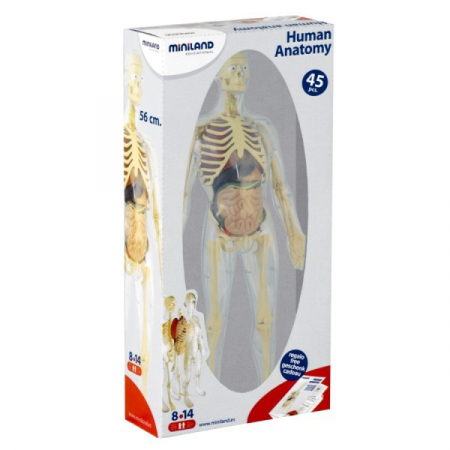 Miniland Model Corpul Uman 56 cm [3]