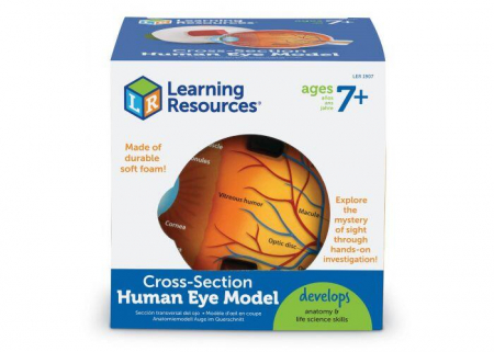 Iskolai felszerelések - Learning-Resources-Model-sectiune-Ochiul