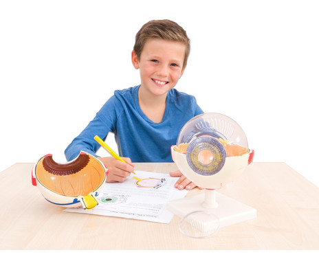 Betzold-Ochi uman anatomic - Macheta educative 3D demonstrativa - Scara 1:6 [5]
