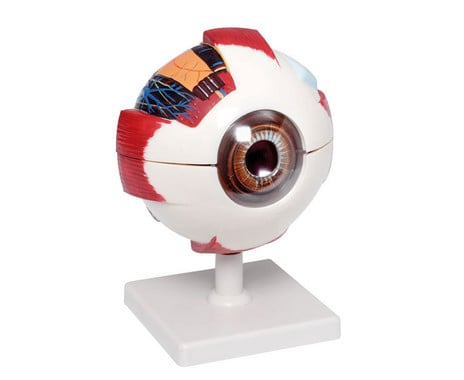 Kísérleti készletek gyerekeknek - Ochi uman anatomic - Macheta educative 3D demonstrativa - Scara 1:6