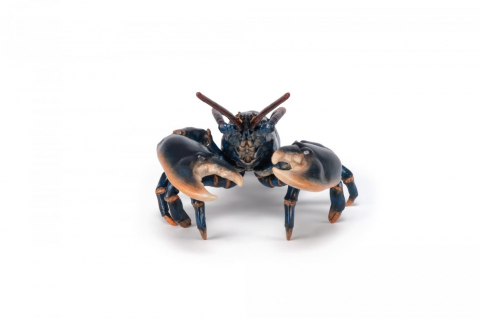 Papo Figurina Homar [2]