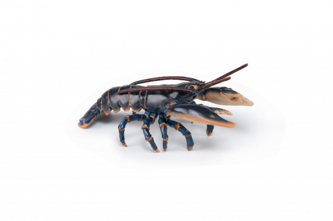 Játékok 3-5 éveseknek - Papo Figurina Homar