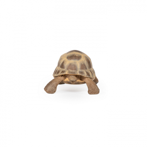 Játékok 3-5 éveseknek - Papo Figurina Testoasa De Uscat