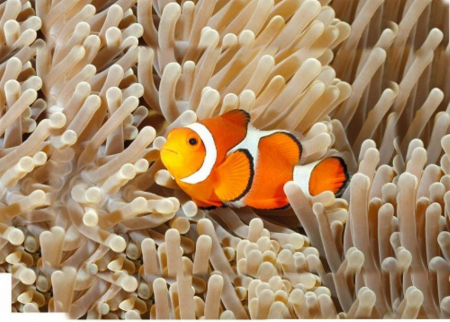Natural-History-Museum-Proiector-tip-lanterna-Animale-marine [4]