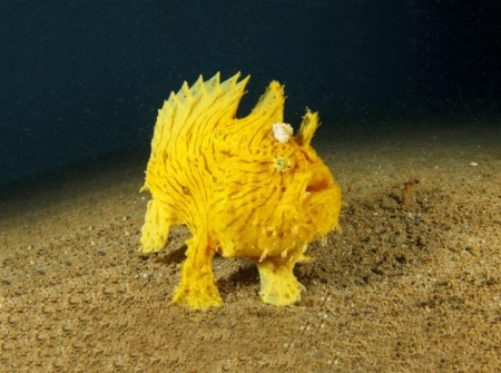 Natural-History-Museum-Proiector-tip-lanterna-Animale-marine [6]