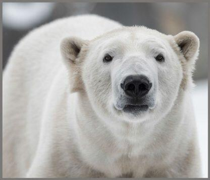 Brainstorm-Proiector-tip-lanterna-Animale-periculoase [3]