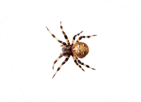 Natural-History-Museum-Proiector-tip-lanterna-Insecte [5]