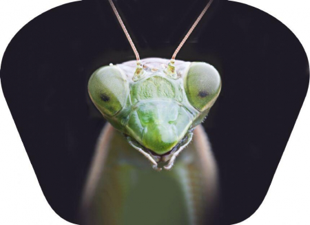 Natural-History-Museum-Proiector-tip-lanterna-Insecte [4]