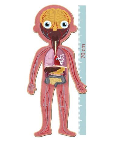 Puzzle educational, Apli Kids, Carton, Corpul uman [2]