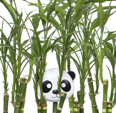 Recipient Hrana Bebe Cu Capac, Melii, Model Panda [4]