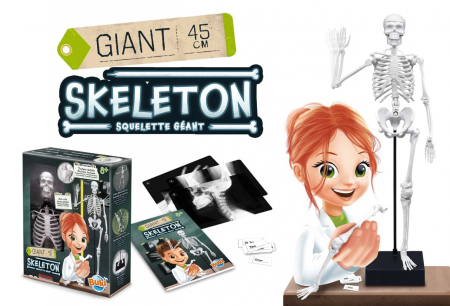 Buki France Schelet Gigant 45 cm - Anatomie pentru copii [5]
