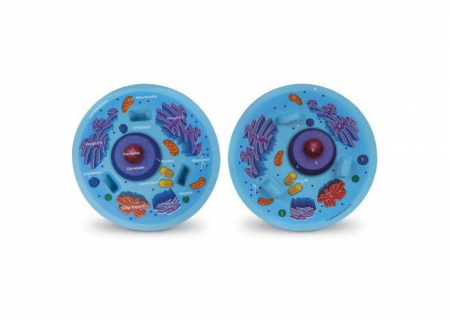 Learning-Resources-Sectiunea-celulei-animale [1]