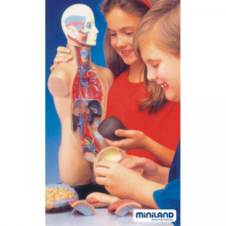Miniland Set Anatomia Umana 50 cm [3]