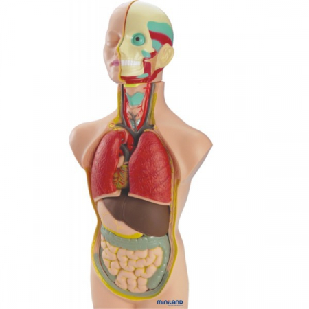Kísérleti készletek gyerekeknek - Miniland Set Anatomia Umana 50 cm