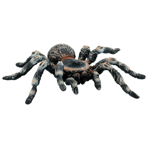 Oktató játékok - Tarantula White Knee