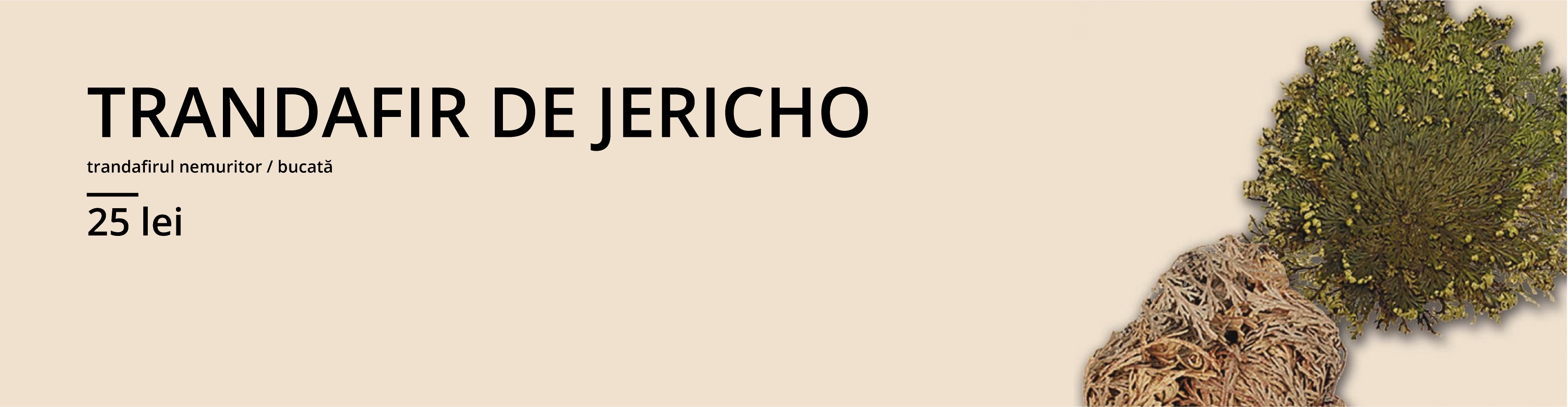 Banner Jericho