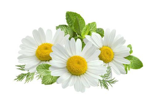 Ulei Esențial Pur Musețel / Roman Chamomile / Anthemis Nobilis 15ml [2]