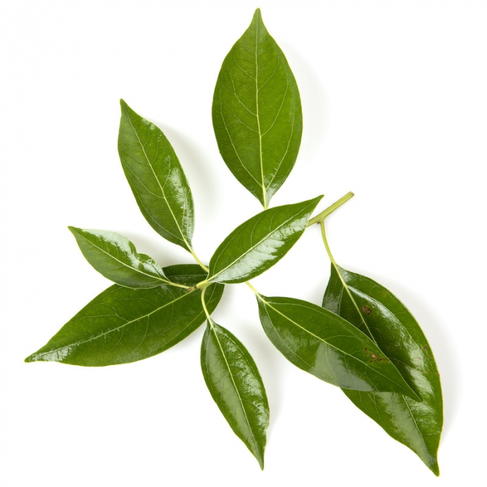 Ulei Esențial Pur Ravintsara / Cinnamomum Camphora 15ml [2]