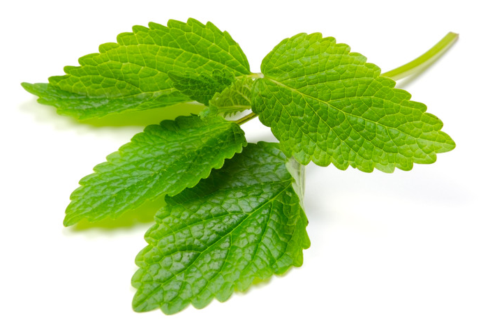 Ulei Esențial Pur Roinița / Melissa Officinalis 15ml [2]