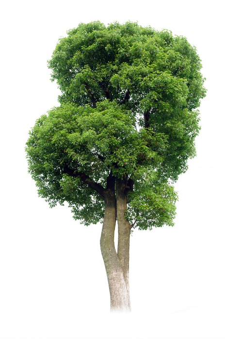 Ulei Esențial Pur Camfor / Camphor / Cinnamomum Camphora 15ml [2]