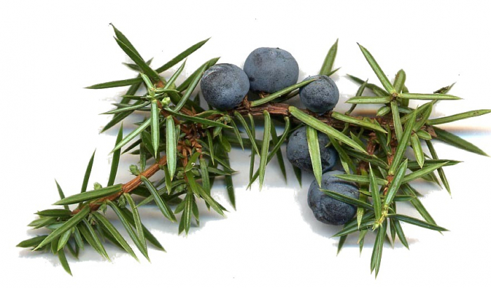 Ulei Esenţial Ienupăr / Juniper / Juniperus Communis 15ml [2]