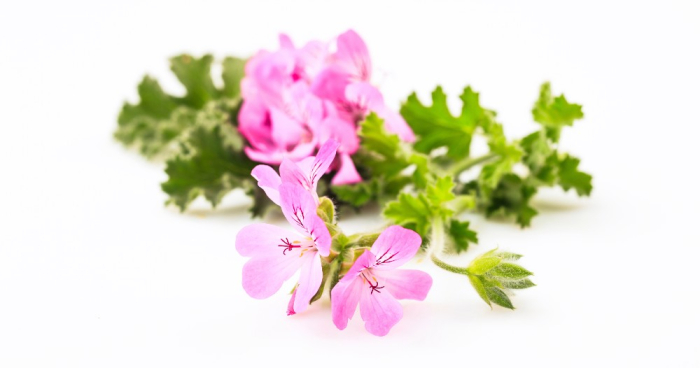 Ulei Esential Muşcată, Geranium 15ml [2]