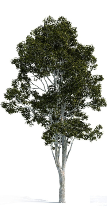 Ulei Esential Niaouli 15ml [2]