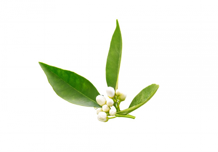 Ulei Esențial Pur Codiţe de Portocal / Petit Grain / Citrus Reticulata 15ml [2]