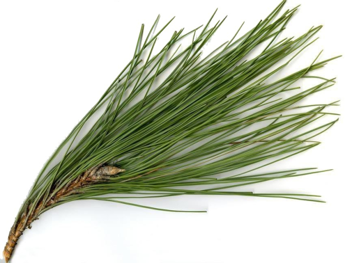 Ulei Esential Pin, Pine 15ml [2]