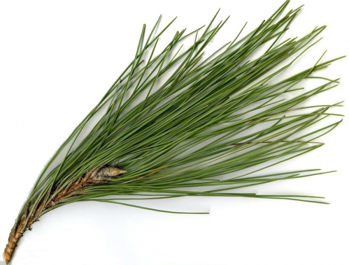 Ulei Esenţial Pin / Pine / Pinus Pinaster 15ml [2]