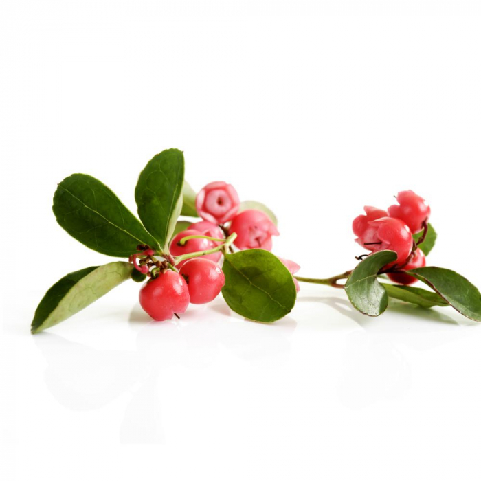 Ulei Esențial Pur Wintergreen / Gaultheria Procumdens 15ml [2]