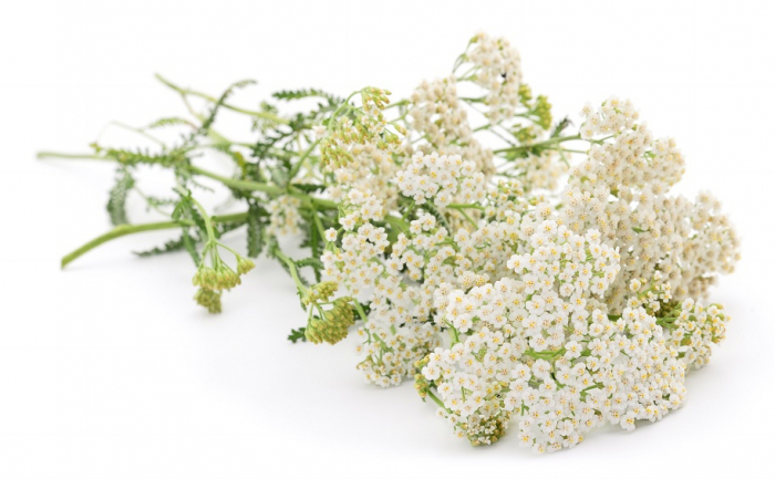 Ulei Esential Pur Coada Soricelului / Yara Yara / Achillea Millefolium 15ml [2]