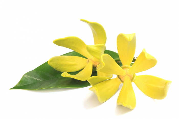 Ulei Esențial Pur Ylang Ylang / Cananga Odorata 15ml [2]