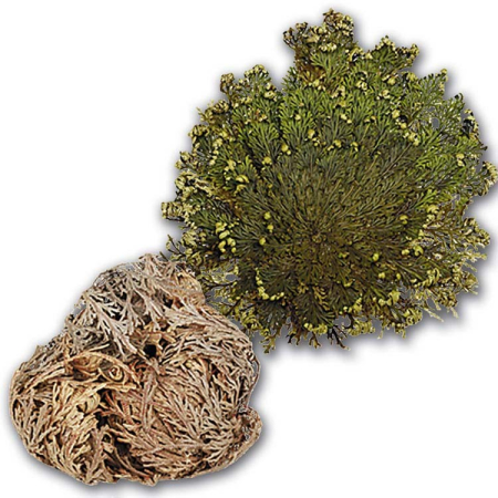 Diverse - Trandafir Jericho (Rose of Jericho)
