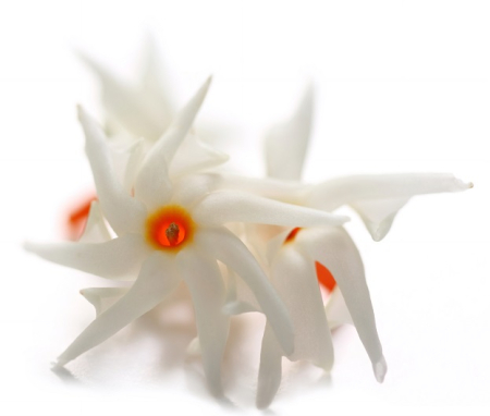 Ulei Esential Iasomie de Noapte, Harshiangar 5ml / 15ml [1]