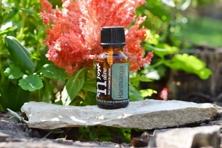 Ulei Esential Iasomie de Noapte, Harshiangar 5ml / 15ml [2]