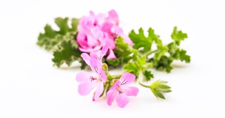 Ulei Esential Muşcată, Geranium 15ml [1]