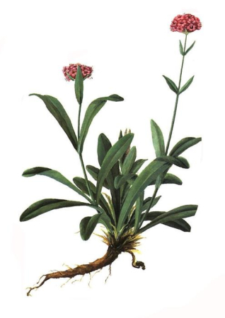 Ulei Esential Nard, Spikenard, Jatamansi 5ml / 15ml [1]