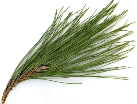 Ulei Esential Pin, Pine 15ml [1]