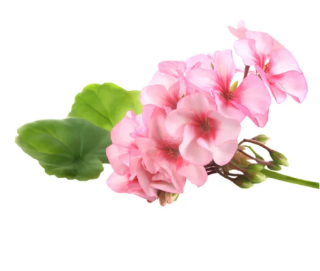 Ulei Esential Trandafir Muşcată, Rose Geranium 5ml / 15ml [2]