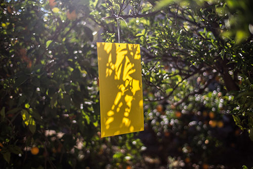 PLACI ADEZIVE TUTA ABSOLUTA,AFIDE,TRIPSI [3]