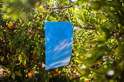 PLACI ADEZIVE TUTA ABSOLUTA,AFIDE,TRIPSI [2]