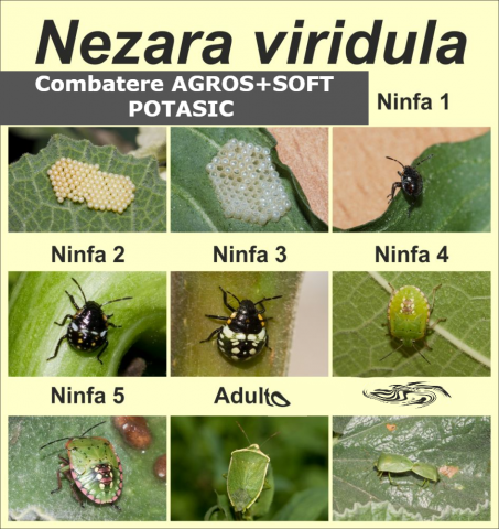 Insecticide - INSECTICID BIO COMBATERE  PLOSNITA VERDE ,NEZARA VIRIDULA-GANDACUL PUTUROS  MARMORAT